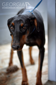 One of the GDR rescues from the puppy mill bust, Stormy.