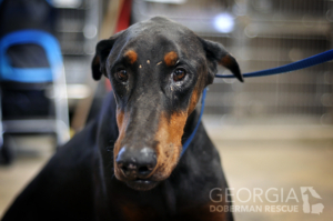 Troy, one of the GDR Rescues from the South Carolina Puppy Mill bust