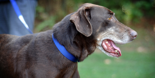 Georgia Doberman Rescue - Clark