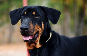 Justice - Georgia Doberman Rescue