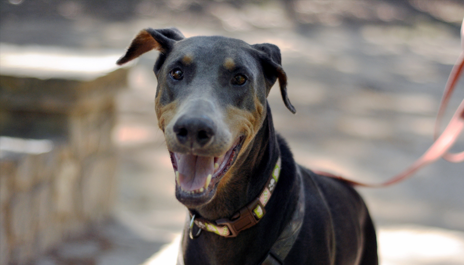 Georgia Doberman Rescue - Heidi