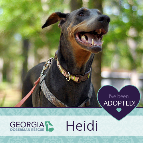 Heidi has been adopted!!