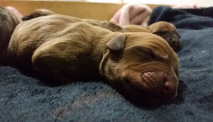 Georgia Doberman Rescue - Arielle