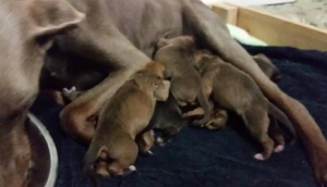 Georgia Doberman Rescue - Arielle