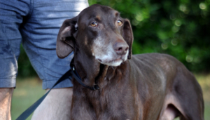 Georgia Doberman Rescue - Clark