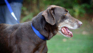 Georgia Doberman Rescue - Clark