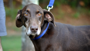 Georgia Doberman Rescue - Clark