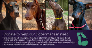Help our Dobermans in need