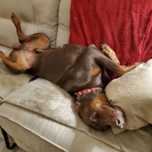 Redd on his back on the couch