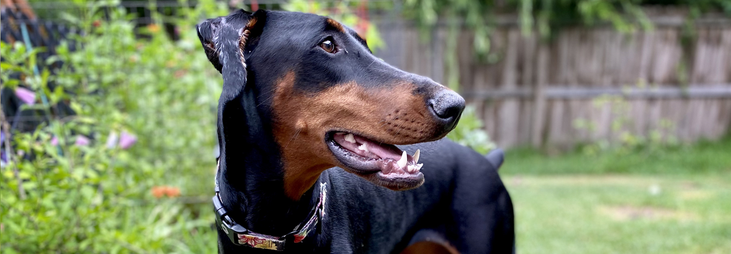 Home Doberman Rescue