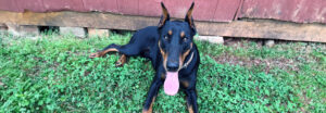 Cesarlaying on the ground, looking up at the camera panting