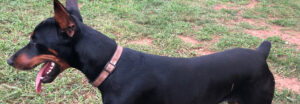 Cesar profile