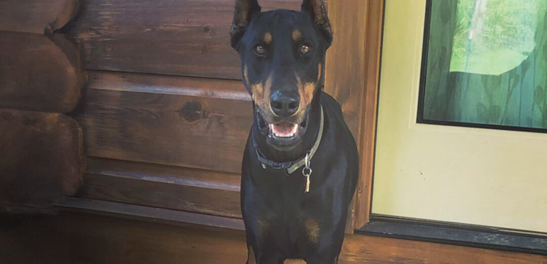 Cesar