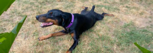 Riley laying in the grass with her legs splayed out