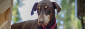 Toby looking at the camera