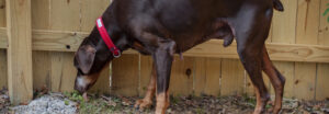 Toby full body profile