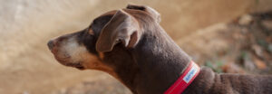 Toby focused on a toy with his ears perked up