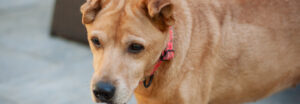 Annie