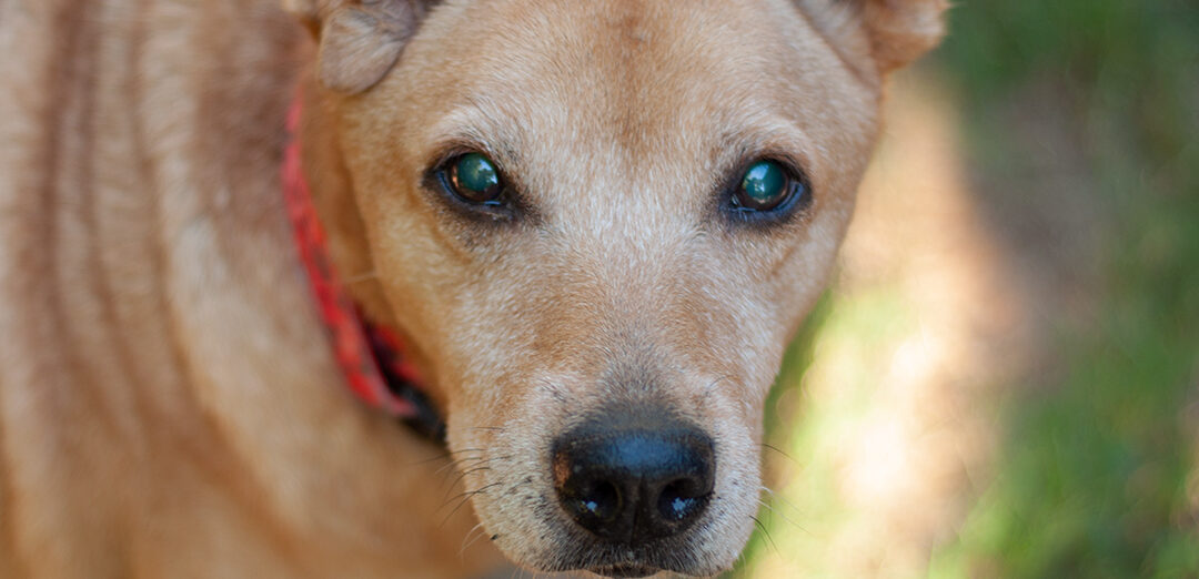 Annie
