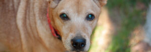 Close-up of Annie