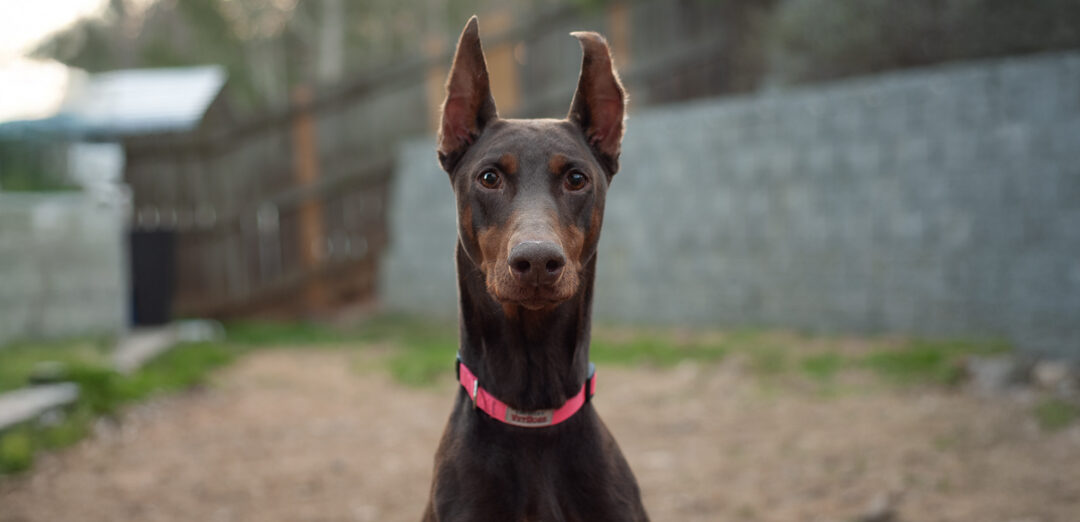 Xena